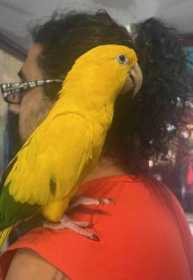 Lost Conure