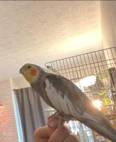 Lost Cockatiel