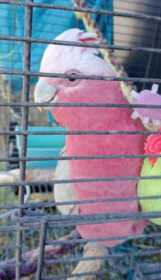 Lost Galah Cockatoo