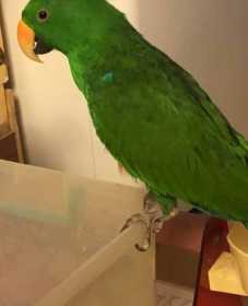 Lost Eclectus