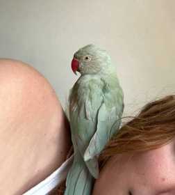 Lost Indian Ringneck Parakeet