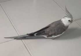 Lost Cockatiel