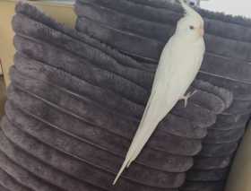 Lost Cockatiel