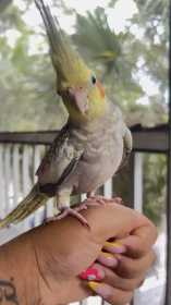 Lost Cockatiel