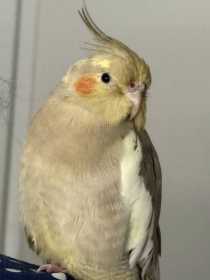 Lost Cockatiel