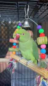 Lost Indian Ringneck Parakeet