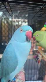 Lost Indian Ringneck Parakeet