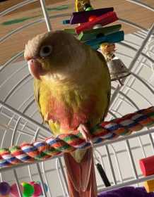 Lost Conure