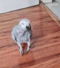 Lost African Grey