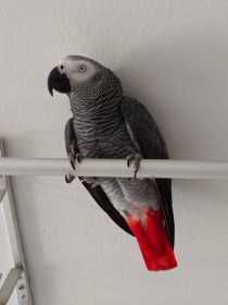 Lost African Grey