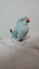 Lost Indian Ringneck Parakeet