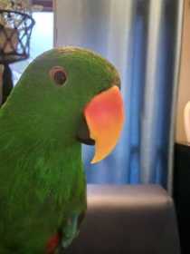 Lost Eclectus