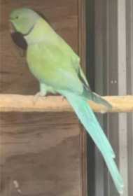 Lost Indian Ringneck Parakeet