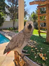 Lost African Grey