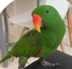 Lost Eclectus