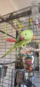 Lost Indian Ringneck Parakeet