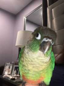 Lost Conure