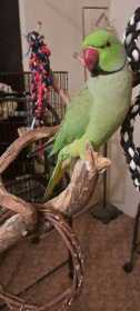 Lost Indian Ringneck Parakeet