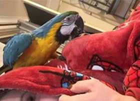 Lost Macaw