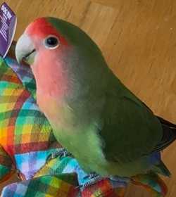 Lost Lovebird