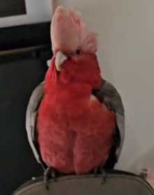 Lost Galah Cockatoo