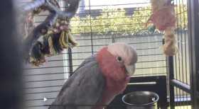 Lost Galah Cockatoo