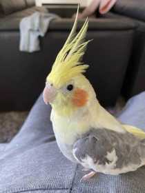 Lost Cockatiel