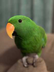 Lost Eclectus