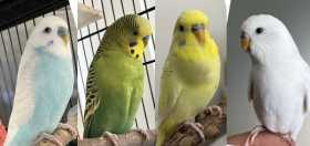 Lost Budgerigar