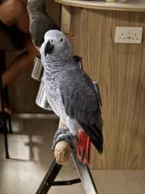 Lost African Grey