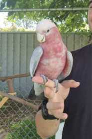 Lost Galah Cockatoo