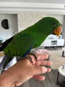 Lost Eclectus