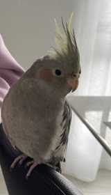 Lost Cockatiel