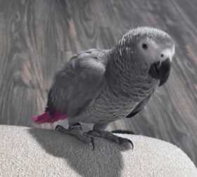 Lost African Grey