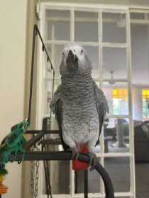 Lost African Grey