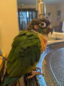 Lost Conure