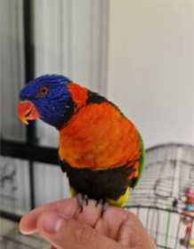 Lost Lory / Lorikeet