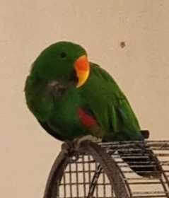 Lost Eclectus