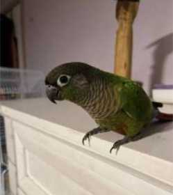 Lost Conure