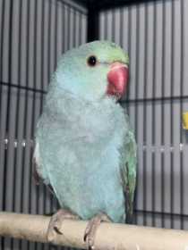 Lost Indian Ringneck Parakeet