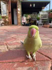 Lost Rose Ringed Parakeet