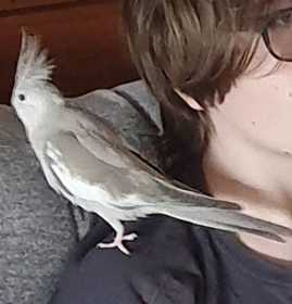 Lost Cockatiel