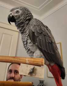 Lost African Grey