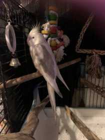 Lost Cockatiel