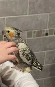 Lost Cockatiel