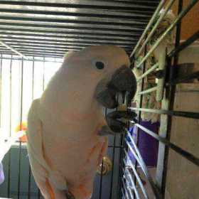 Stolen Cockatoo