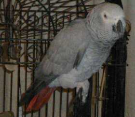 Stolen African Grey