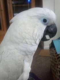 Stolen Cockatoo