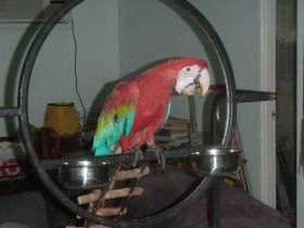 Stolen Macaw