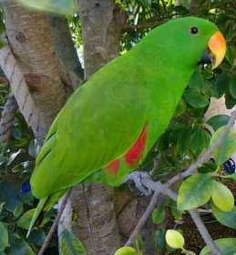 Stolen Eclectus